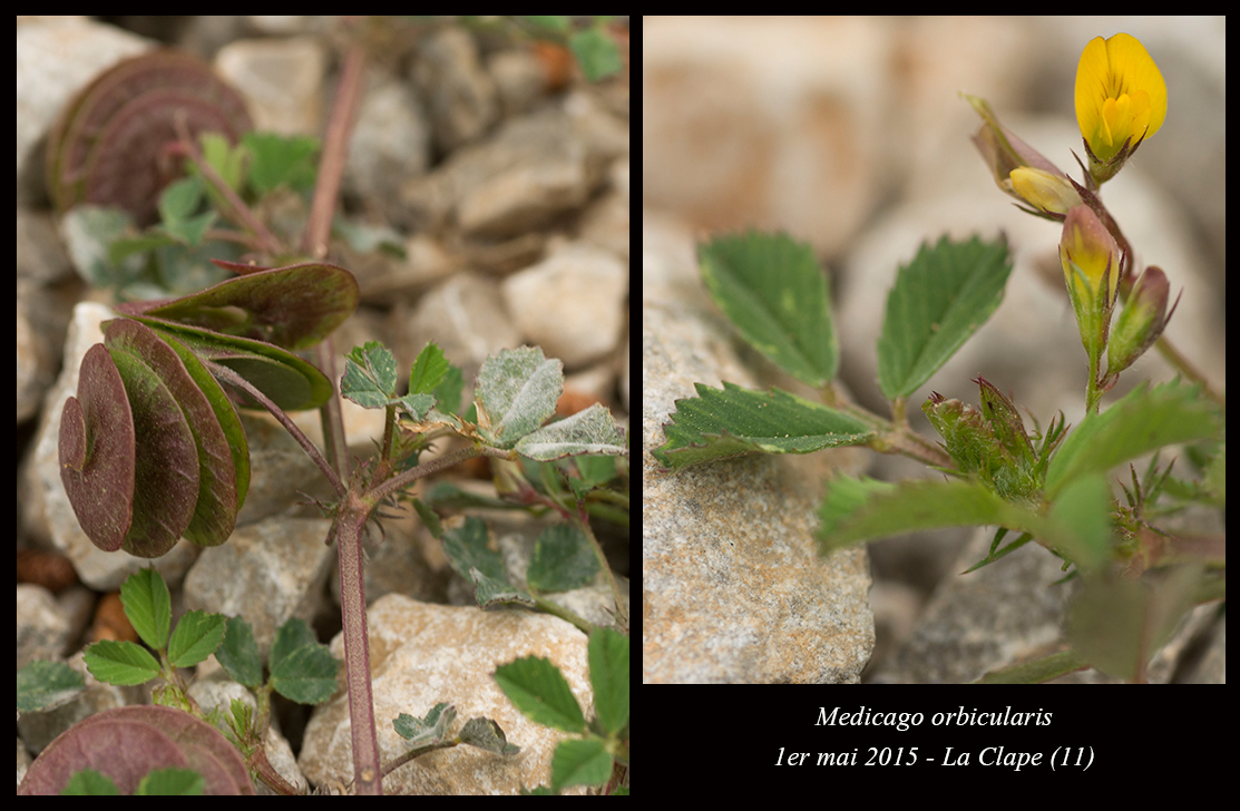 Medicago orbicularis